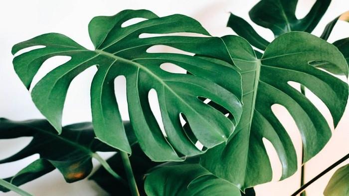Monstera Deliciosa - Sirih Gading (kompas.com)
