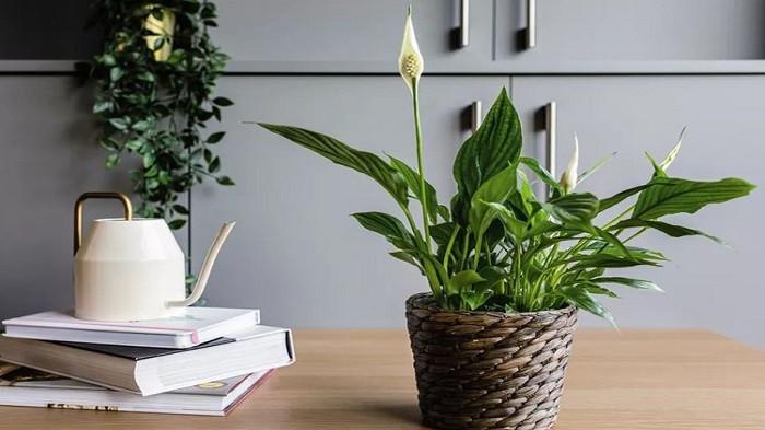 Peace Lily - Spathiphyllum (kompas.com)