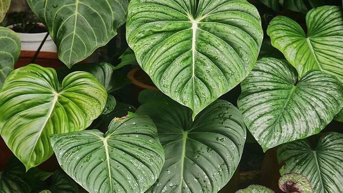 Philodendron - Philodendron (kompas.com)
