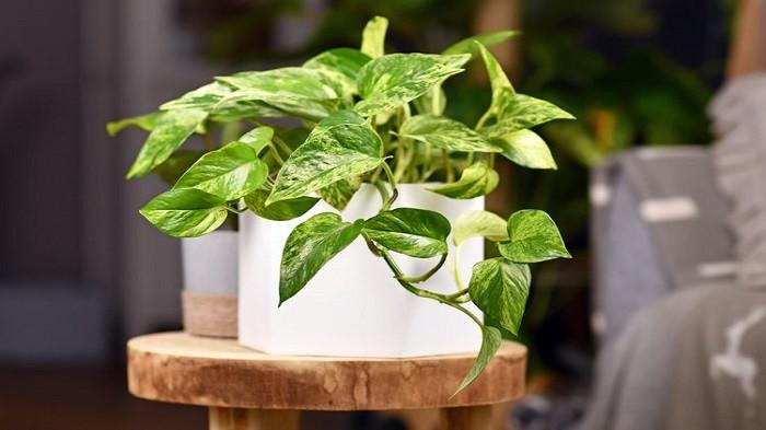 Pothos - Epipremnum Aureum (kompas.com)
