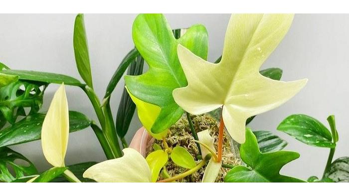 Rubber Plant - Ficus Elastica (kompas.com)