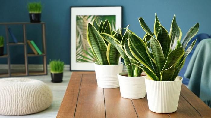 Snake Plant - Sansevieria Trifasciata (kompas.com)