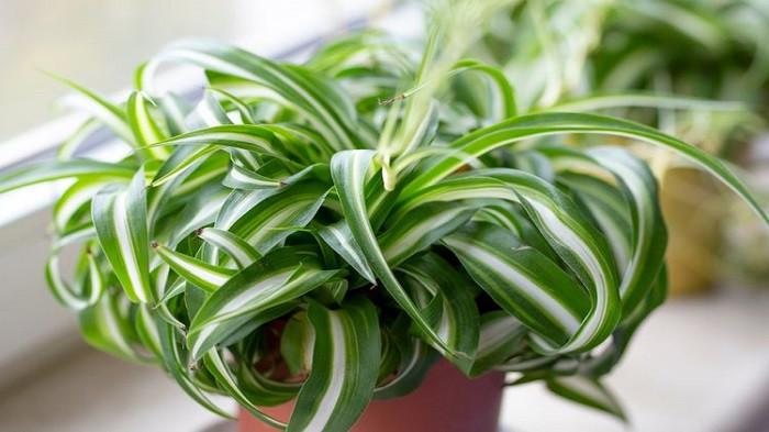 Spider Plant - Chlorophytum Comosum (kompas.com)