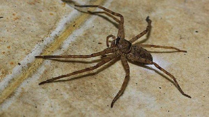 5 Cara Menghilangkan Laba-laba di Rumah dengan Bahan Alami, Gampang Banget Loh
