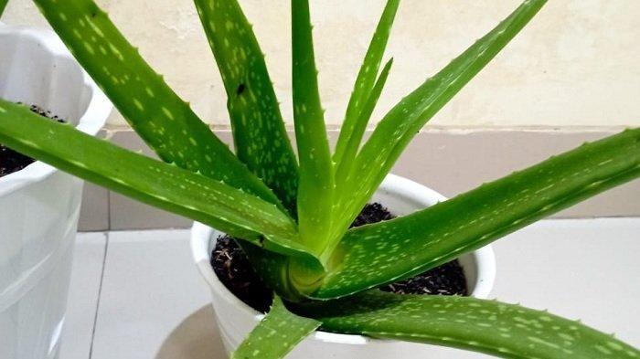 Aloe Vera (Tribunnews.com) 