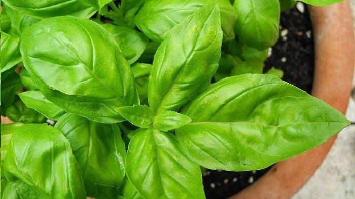 Basil (TribunShopping.com) 