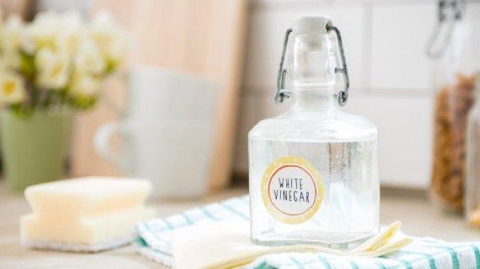 Cuka Putih (Tribunnews.com) 