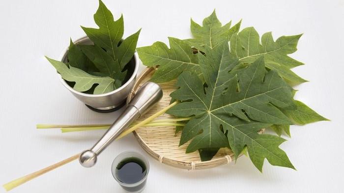 Ilustrasi daun pepaya untuk mengempukkan daging. (Shutterstock)