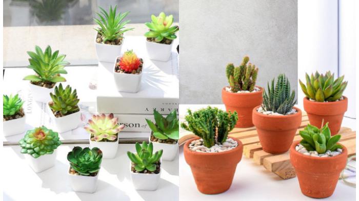 Ilustrasi kaktus dan sukulen mini | Marketplace