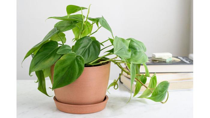 Ilustrasi tanaman Philodendron | The Spruce