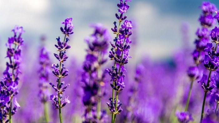 Lavender (Tribunnews.com) 