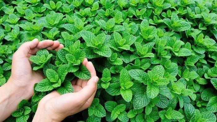 Mint (Tribunnews.com) 