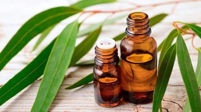 Minyak kayu putih (Tribunnews.com) 