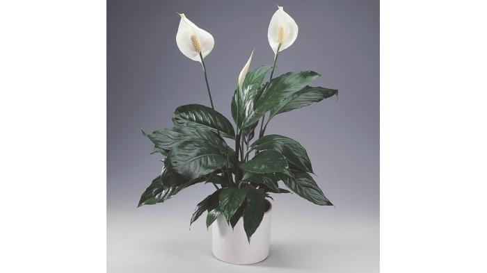 Peace Lily (Tribunnews.com) 
