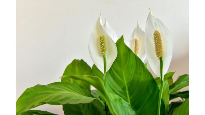 Peace Lily (Tribunnews.com) 