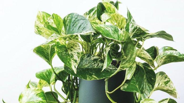 Pothos (Tribunnews.com) 