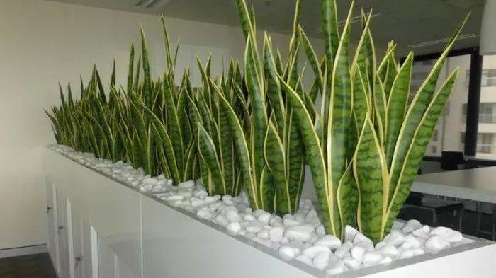 Sansevieria (Tribunnews.com) 
