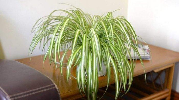 Spider Plant (TribunJogja.com) 