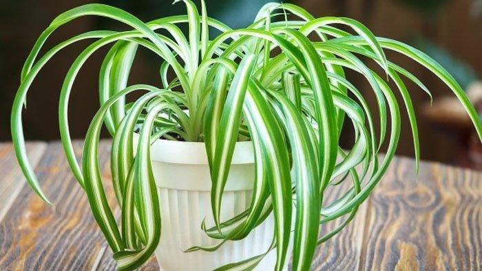 Spider Plant (TribunKaltim.co) 