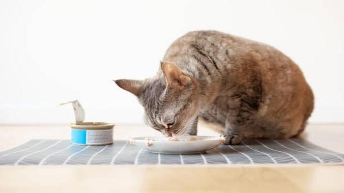 gizi kucing (kompas.com)