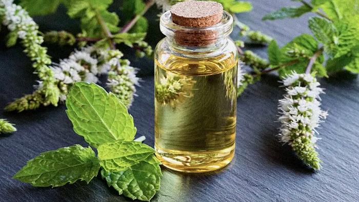 ilustrasi minyak peppermint (kompas.com)