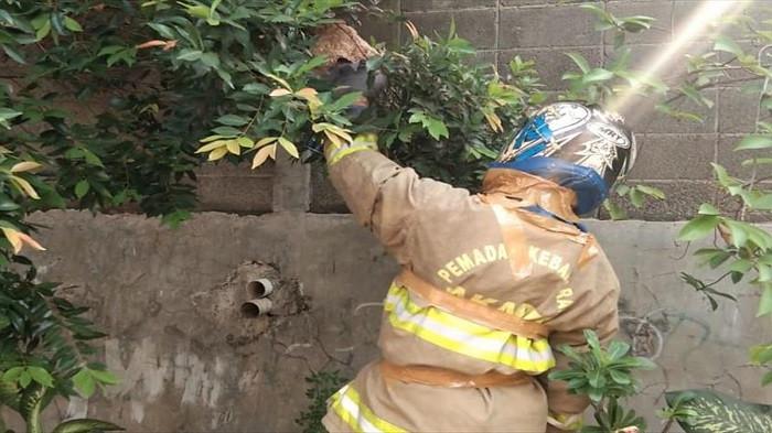 ilustrasi petugas penyemprotan tawon (kompas.com)