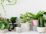 5 Tanaman Hias Cantik Tapi Beracun, Jangan Ditanam di Rumah