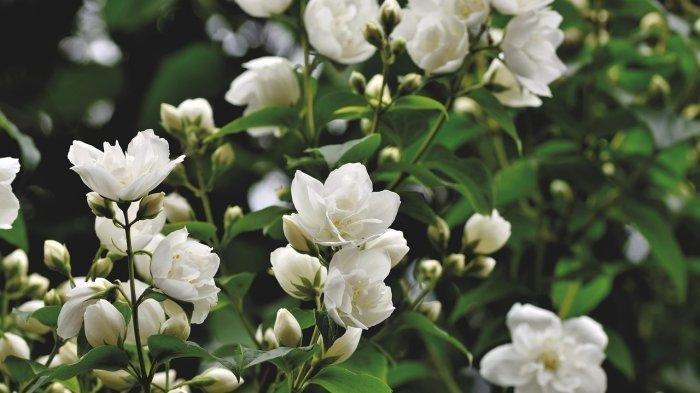 Gambar Bunga Jasmine (Tribunnews.com) 