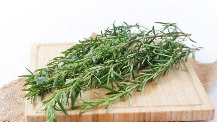 Gambar Rosemary (TribunShopping.com) 