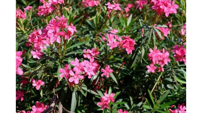 Oleander tanaman hias beracun | foto Shutterstock/Burhan Oral GUDU via kompas.com