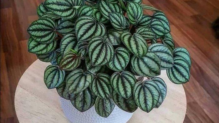 Peperomia (TribunBatam.id)