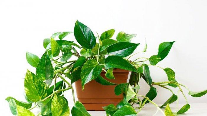 Pothos (TribunJambi.com)