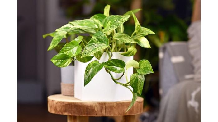 Sirih gading tanaman hias beracun | foto Shutterstock/Firn via kompas.com