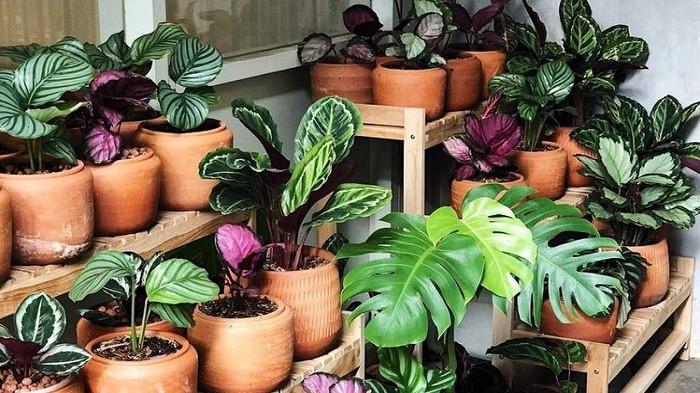 3 Jenis Tanaman Hias yang Dapat Menyegarkan Udara Rumah, Hempaskan Racun Asap Rokok!