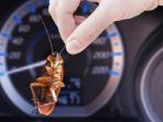 5 Bahan Alami yang Bisa Usir Kecoak di Mobil