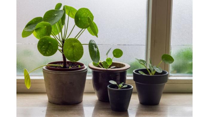 Ilustrasi Pilea peperomiodes | Kompas.com