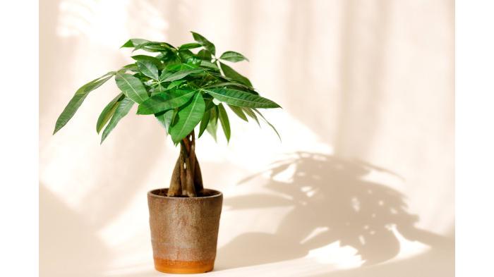 Ilustrasi tanaman | The Pioneer Woman