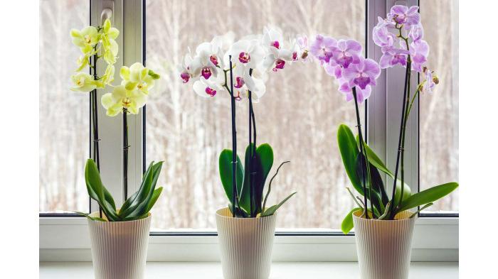 Ilustrasi tanaman anggrek | Martha Stewart