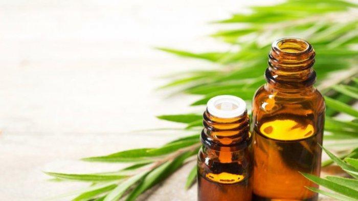 Minyak Esensial (Tribunnews.com) 