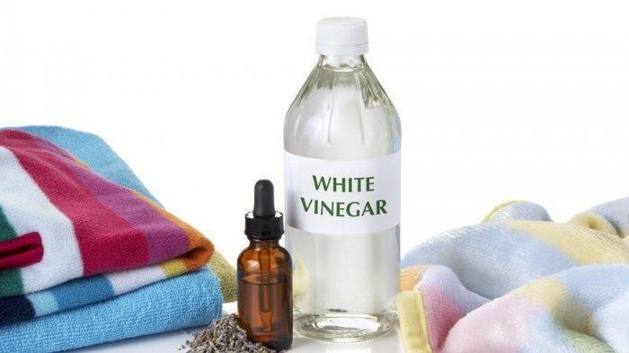 Cuka Putih (Tribunnews.com) 