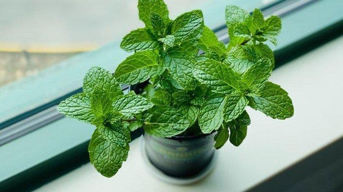 Ilustrasi daun mint | Tribunnews