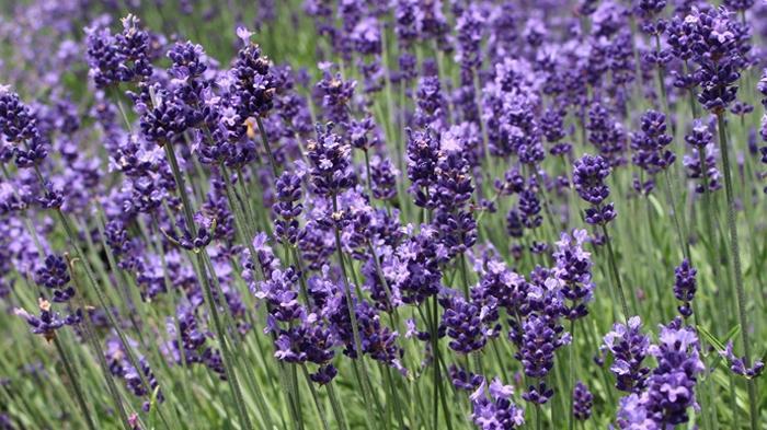 Lavender (Tribunnews.com)