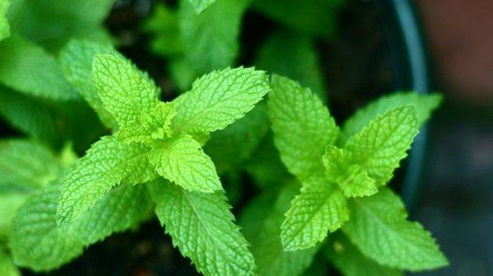 Lemon Balm (Tribunnews.com)