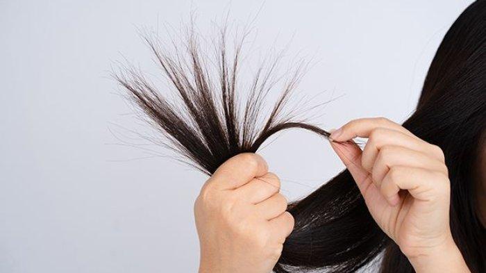 Rambut bercabang | Tribunnews.com