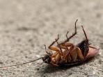 7 Cara Ampuh Membasmi Kecoa dengan Bahan Alami yang Ada di Rumah