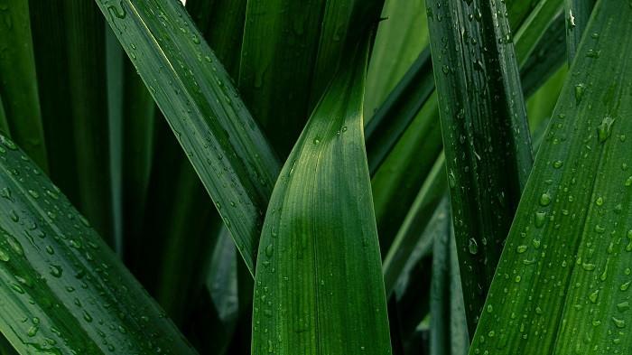 Ilustrasi daun pandan yang berguna untuk mengusir kecoa di rumah. (pexels.com)