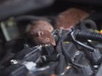 7 Cara Mencegah Tikus Bersarang di Motor