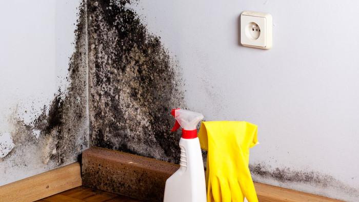 7 Cara Sederhana Mencegah Jamur pada Tembok di Musim Hujan