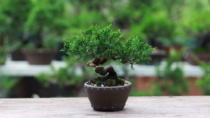 Ilustrasi Pohon Bonsai Mini. (amazon.es)