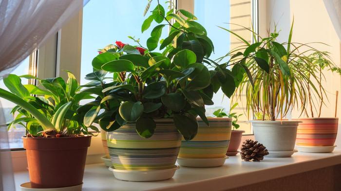 Tanaman sebagai Penyaring Cahaya Alami